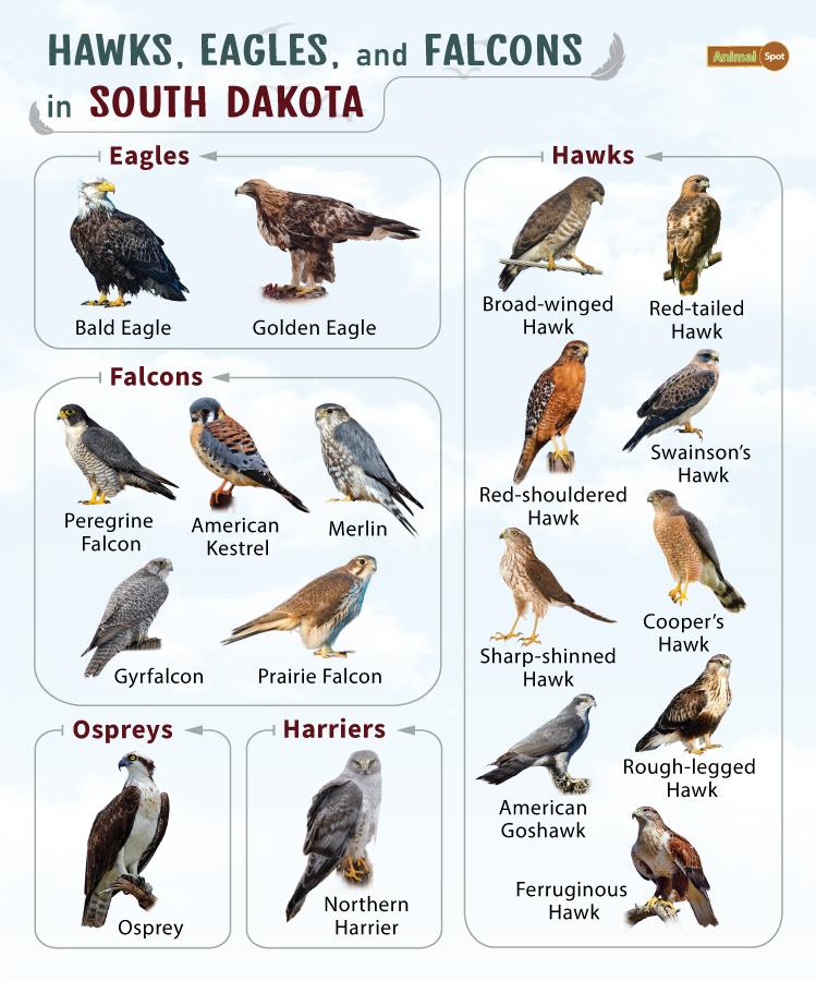 Hawks Eagles and Falcons in South Dakota (SD)