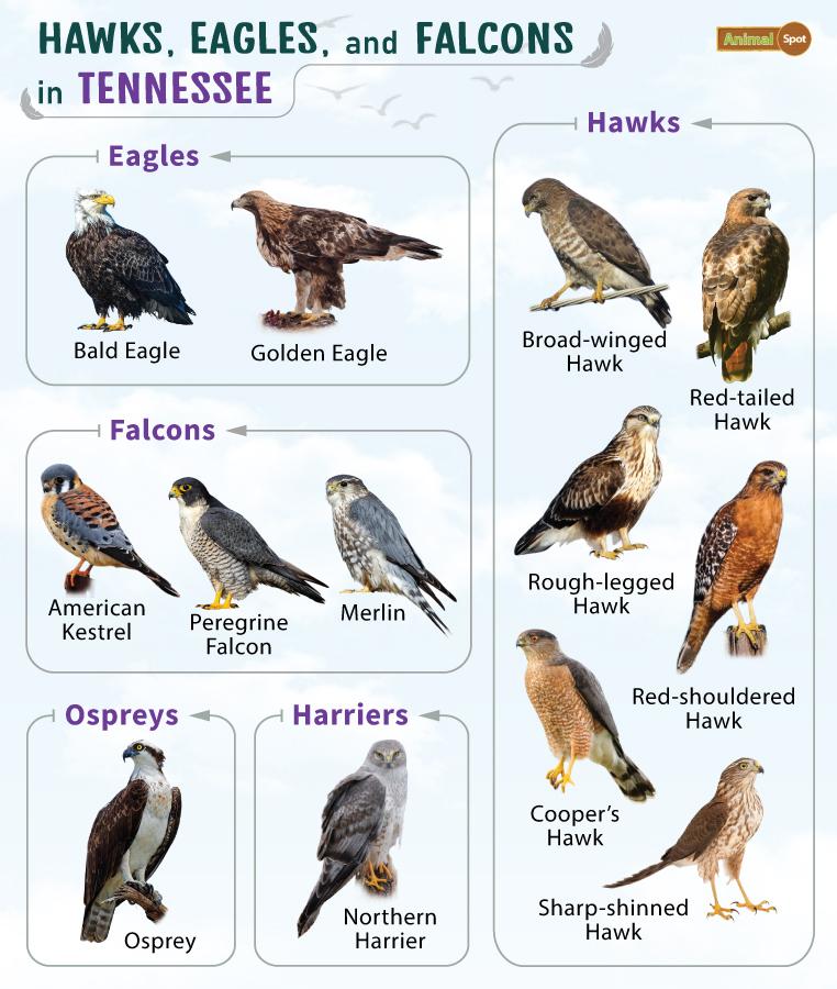 Hawks Eagles and Falcons in Tennessee (TN)
