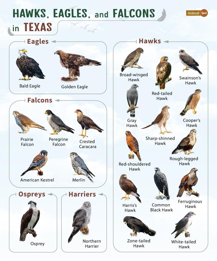 Hawks Eagles and Falcons in Texas (TX)