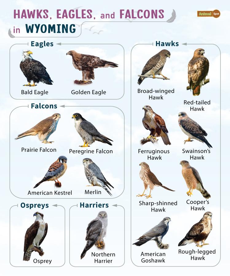 Hawks Eagles and Falcons in Wyoming (WY)