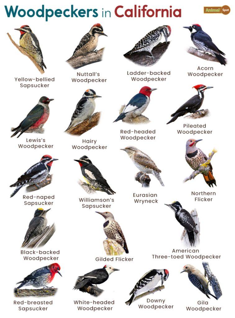 Woodpeckers in California (CA)