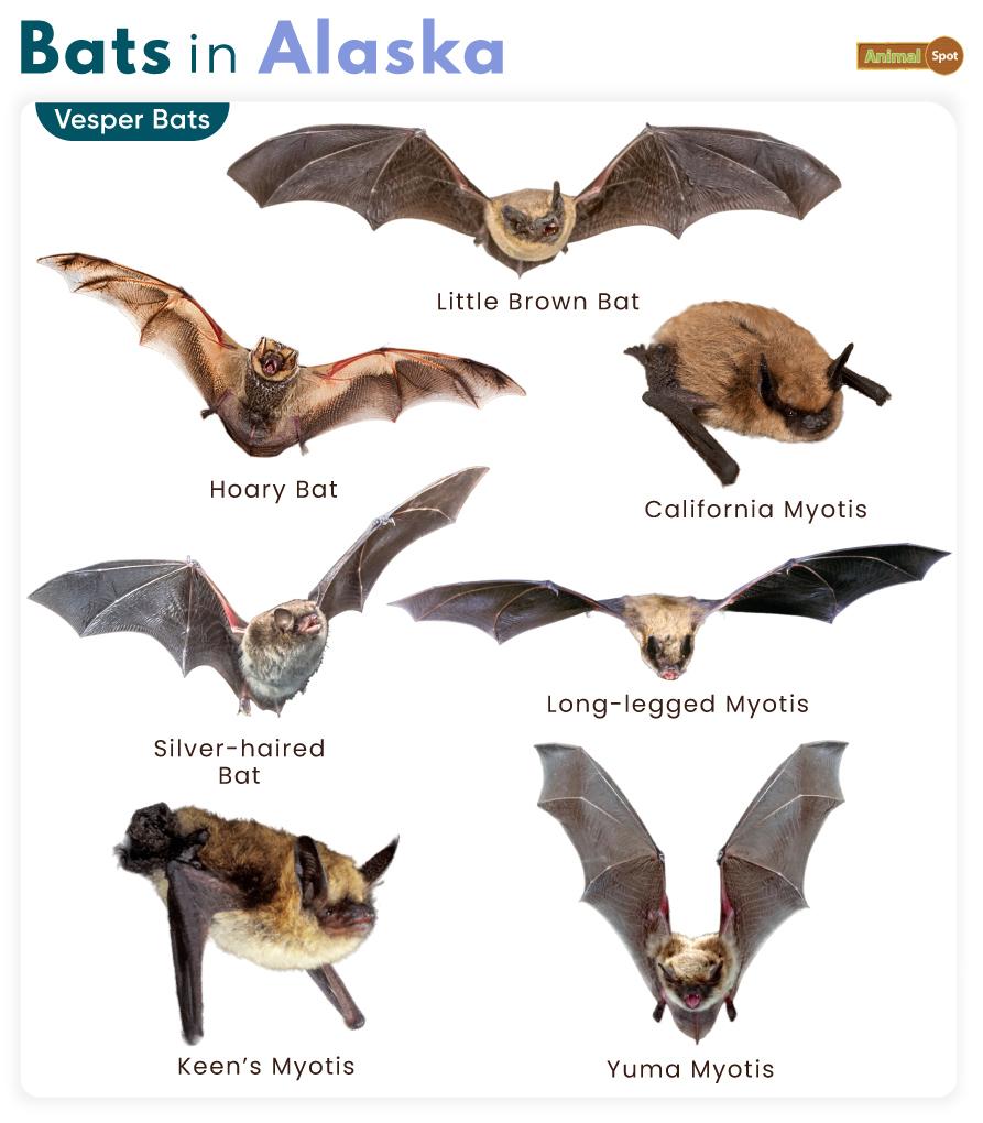 List of Bats in Alaska (With Pictures)