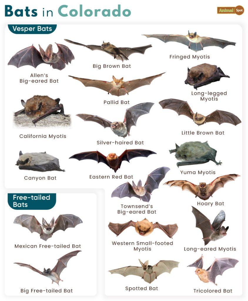 Bats in Colorado (CO)