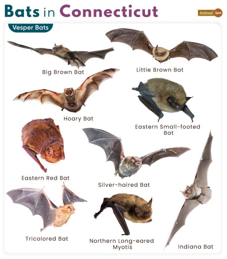 List of Bats in Connecticut (With Pictures)