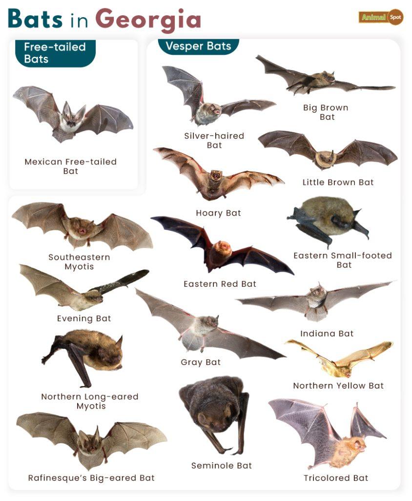 List of Bats in Georgia (With Pictures)