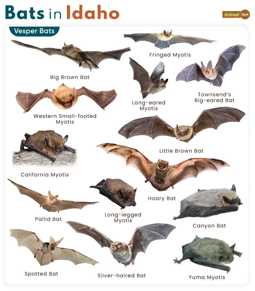 List of Bats in Idaho (With Pictures)