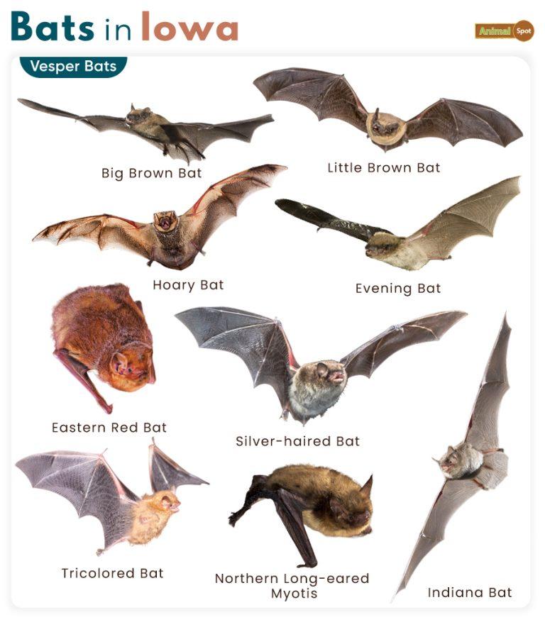 List of Bats in Iowa (With Pictures)