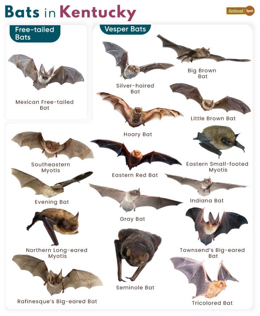 Bats in Kentucky (KY)