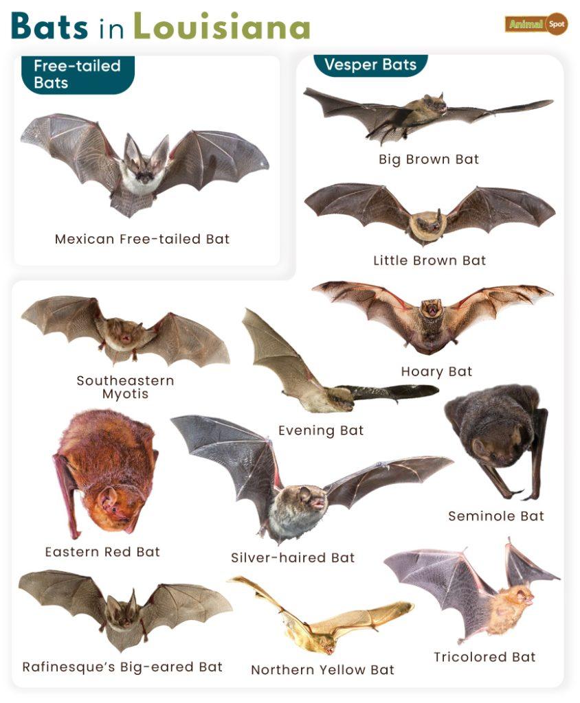 Bats in Louisiana (LA)
