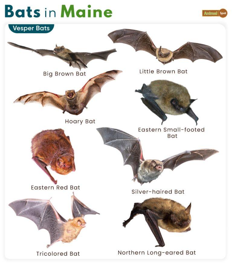 List of Bats in Maine (With Pictures)