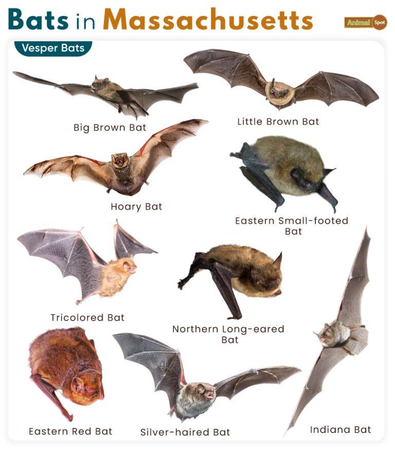 List of Bats in Massachusetts (With Pictures)