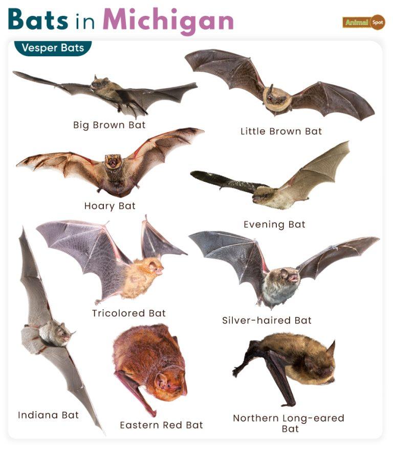 List of Bats in Michigan (With Pictures)