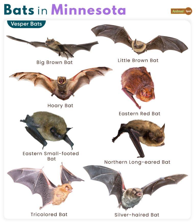 List of Bats in Minnesota (With Pictures)