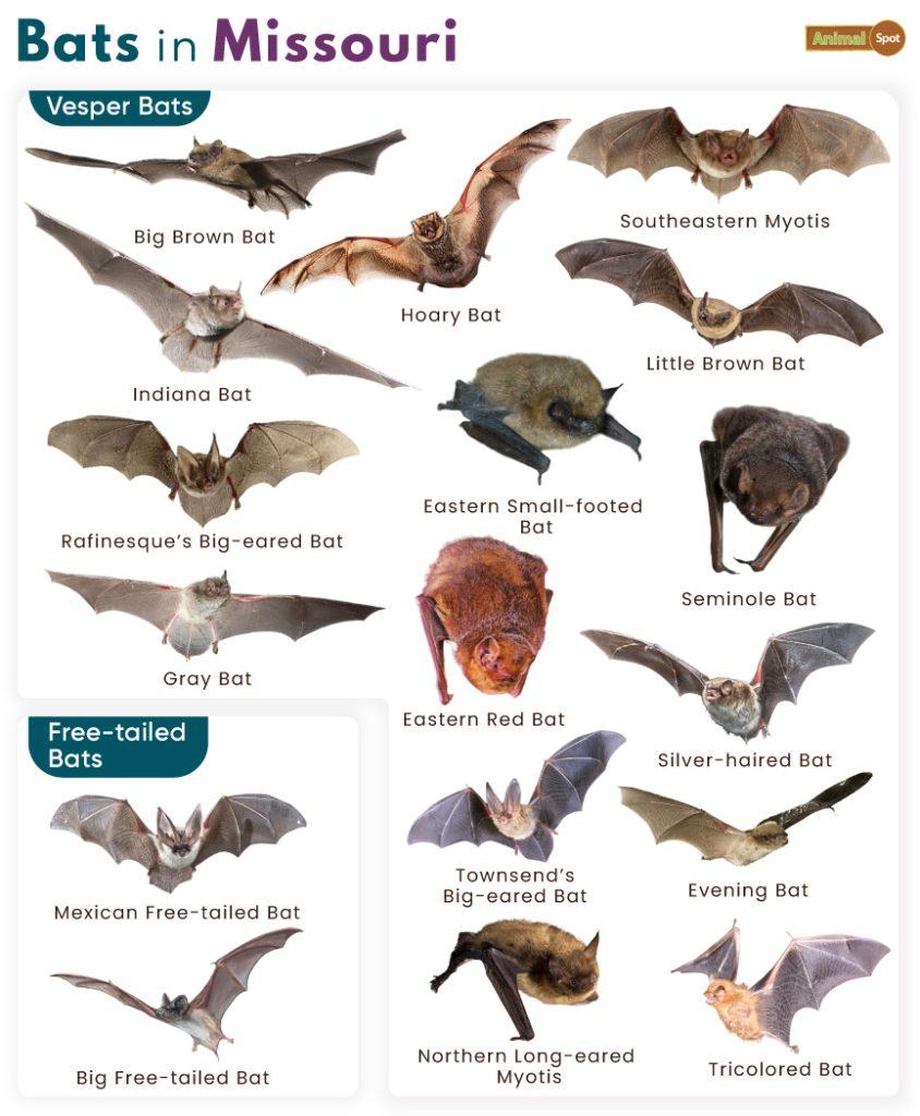 Bats in Missouri (MO)