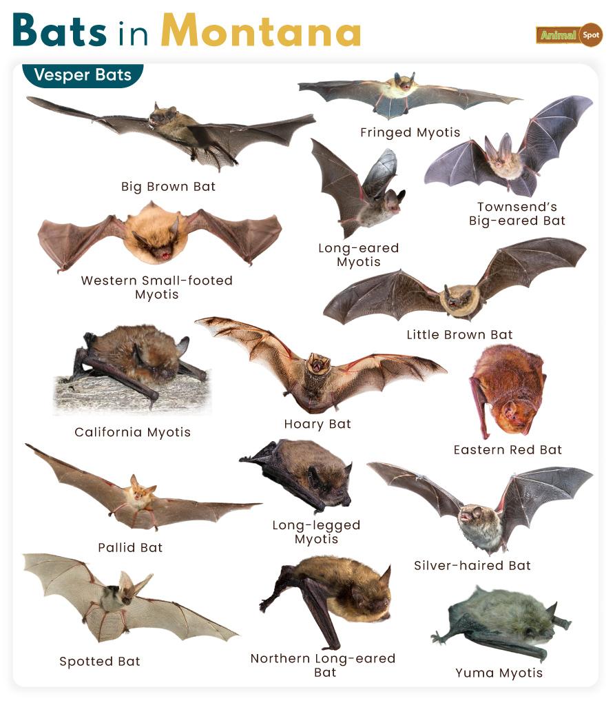Bats in Montana