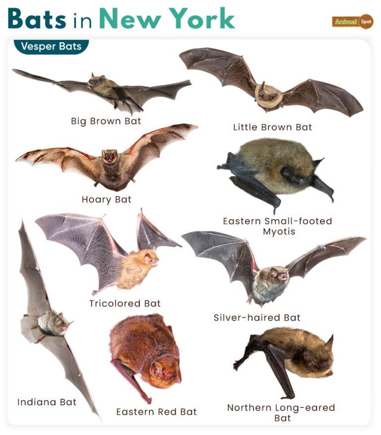 List of Bats in New York (With Pictures)