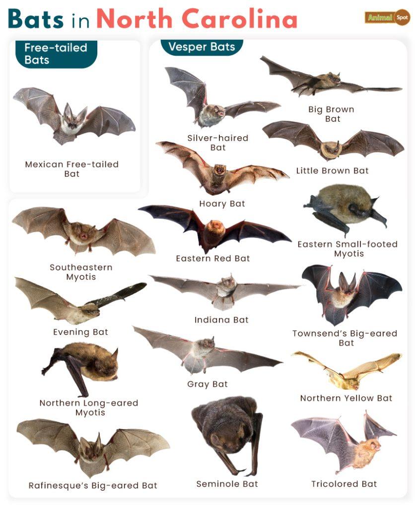Bats in North Carolina (NC)
