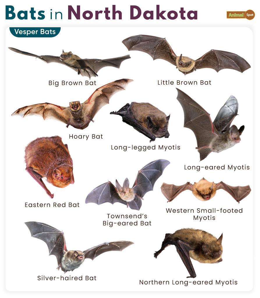 Bats in North Dakota (ND)