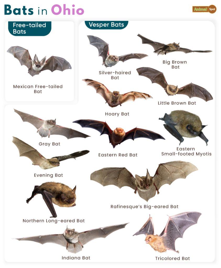 Bats in Ohio (OH)