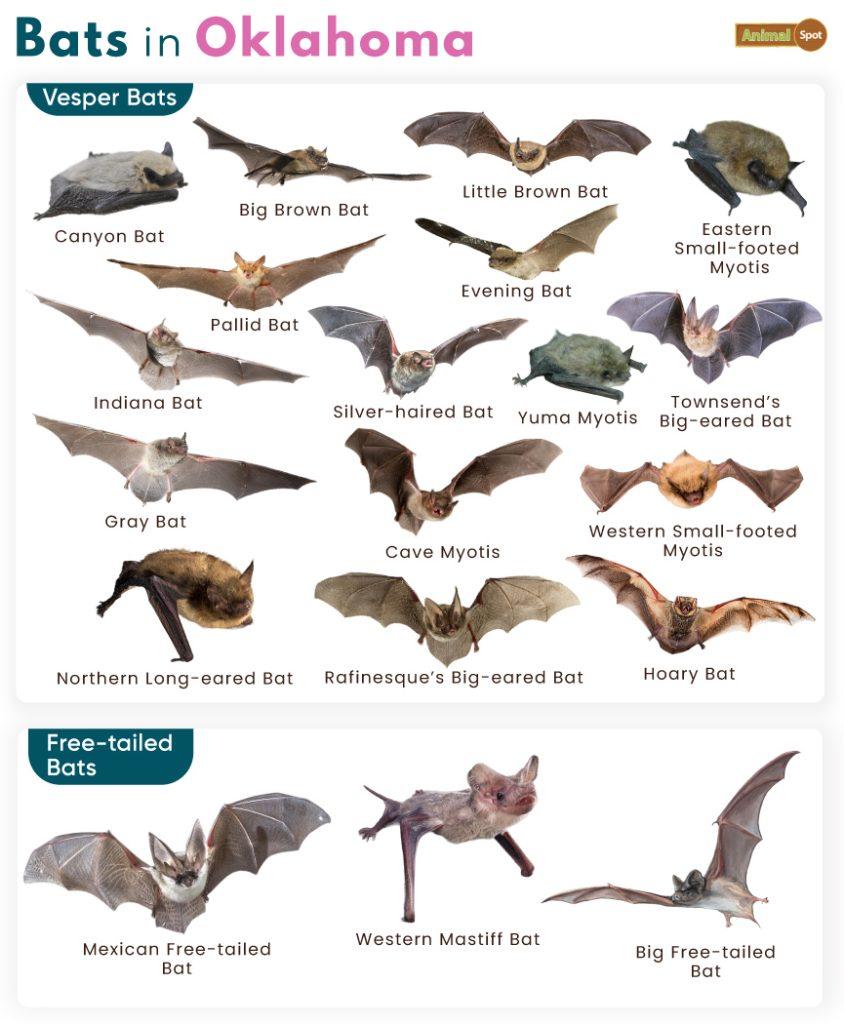 Bats in Oklahoma (OK)