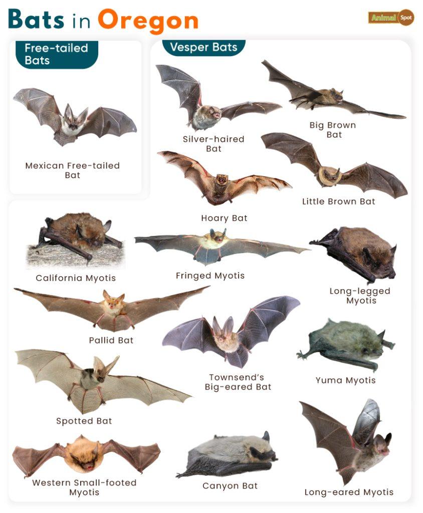 Bats in Oregon (OR)