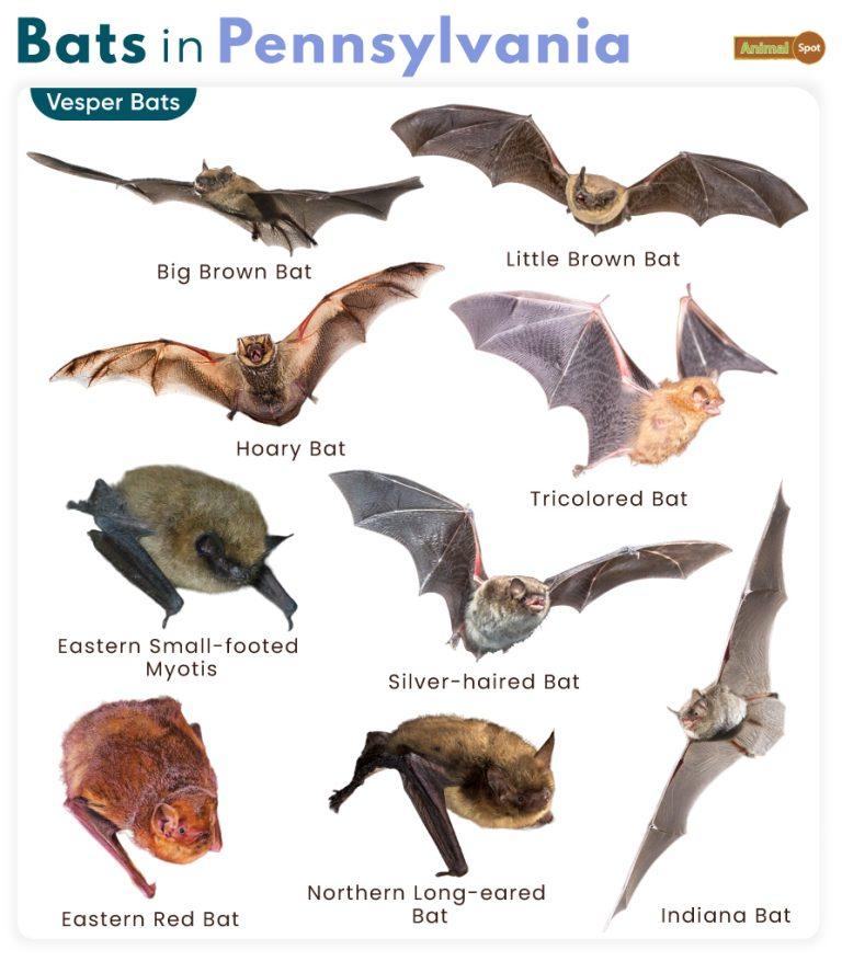 List of Bats in Pennsylvania (With Pictures)