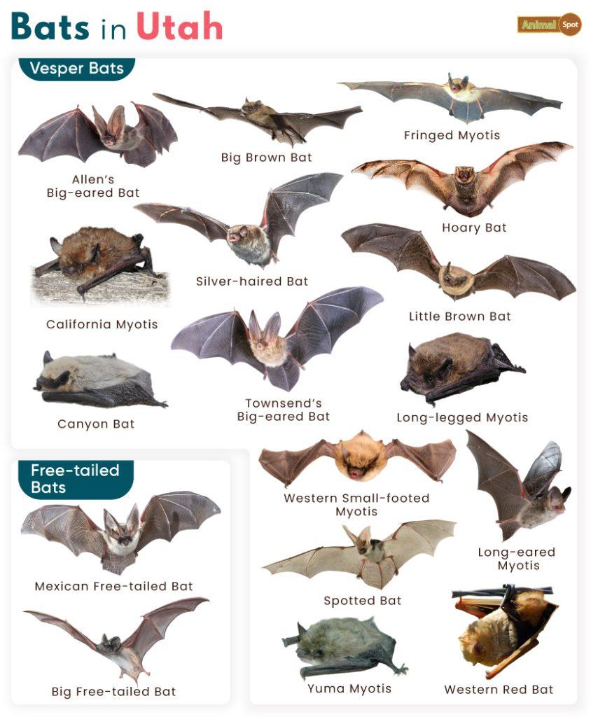 Bats in Utah (UT)
