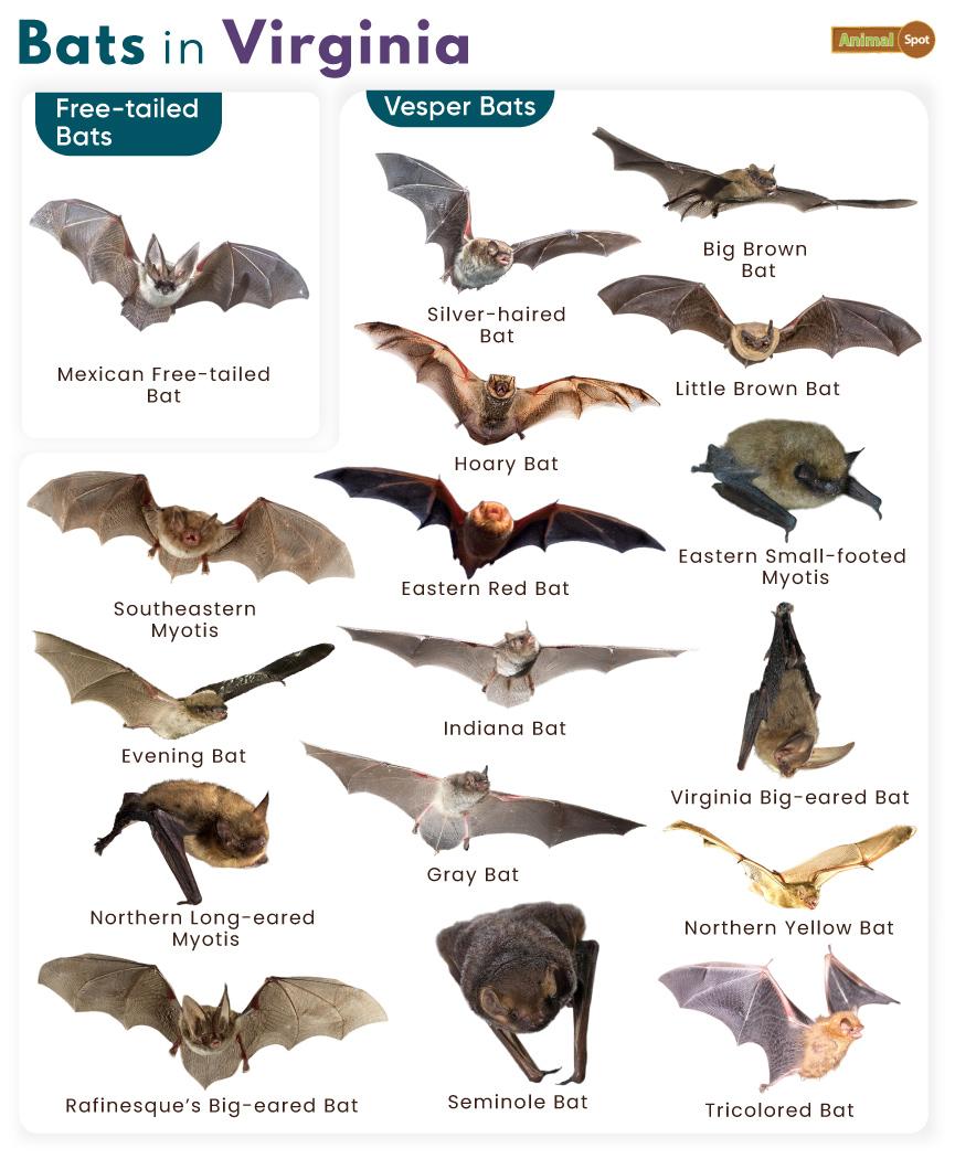 List of Bats in Virginia (With Pictures)