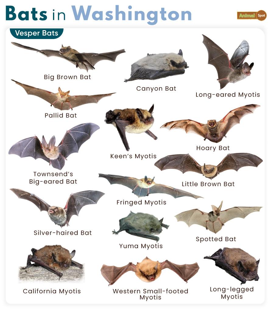 List of Bats in Washington (With Pictures)