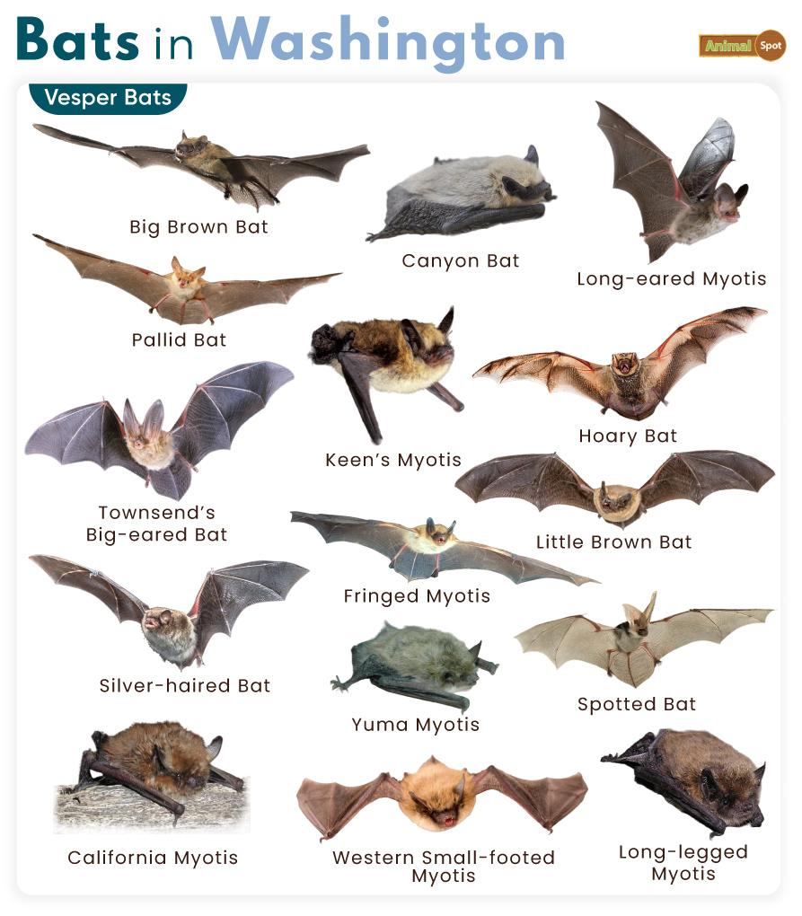 Bats in Washington (WA)