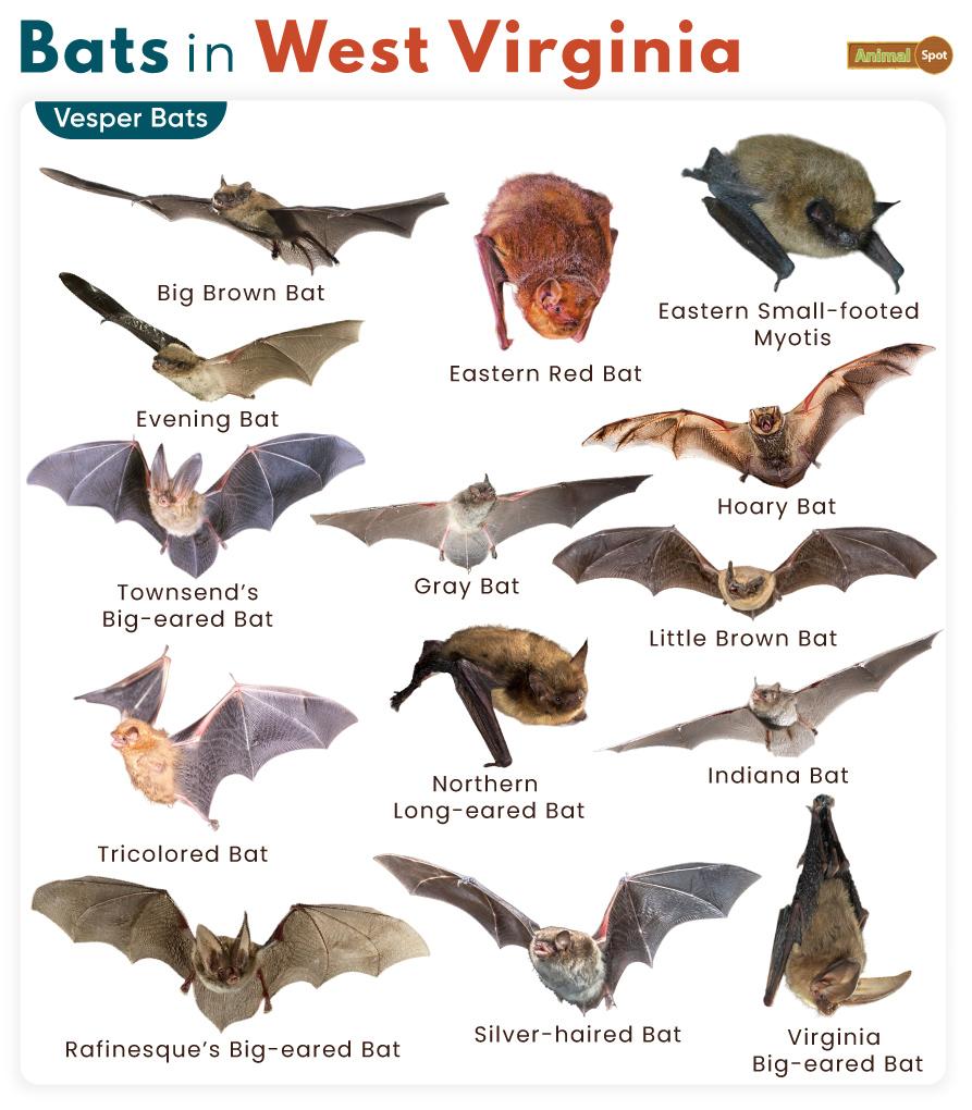 List of Bats in West Virginia (With Pictures)
