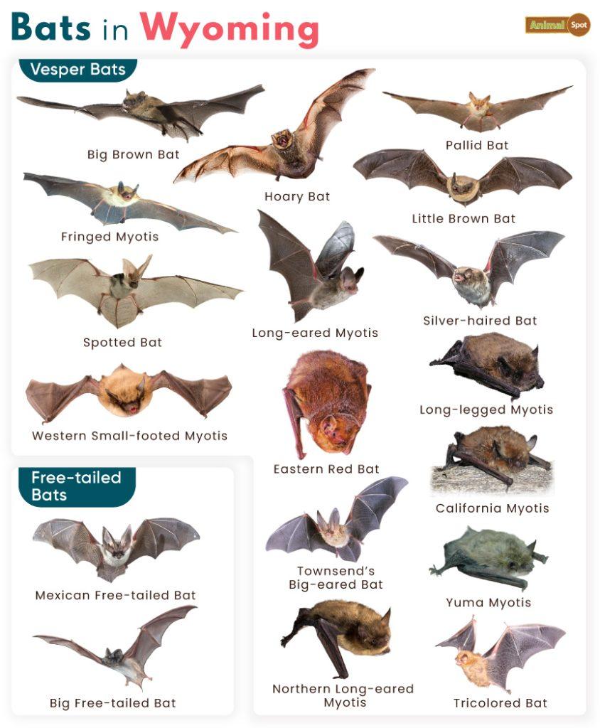 List of Bats in Wyoming (With Pictures)