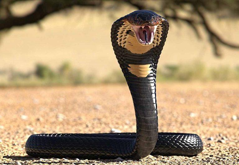 List of Animals That Kill the Most Humans with Pictures