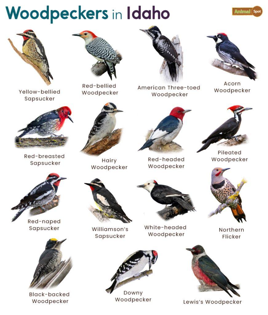 Woodpeckers in Idaho (ID)