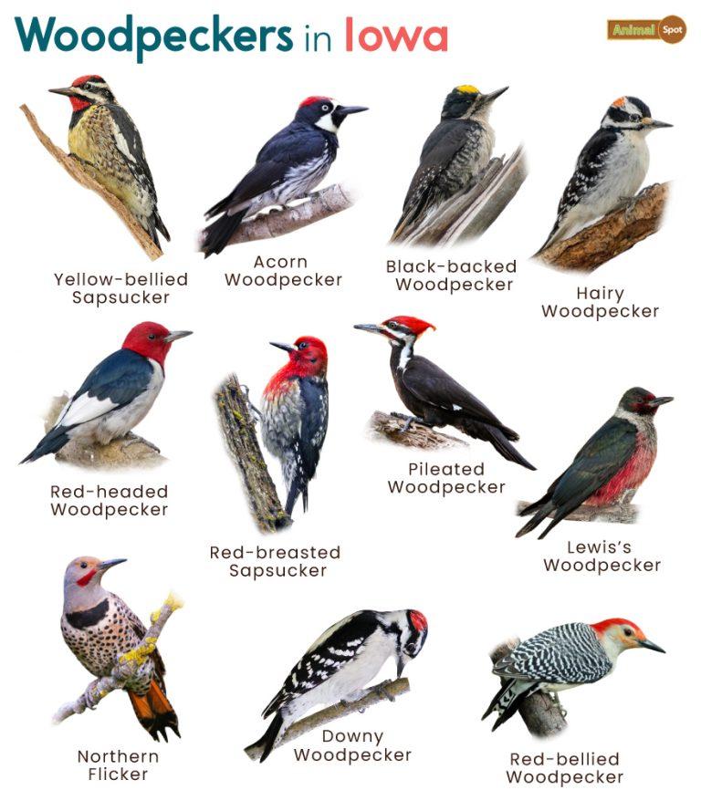 List Of Woodpeckers In Iowa With Pictures list-of-woodpeckers-in-iowa-with-pictures