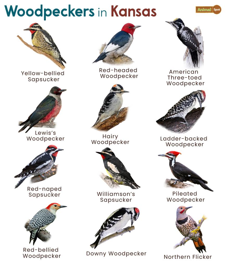 Woodpeckers in Kansas (KS)