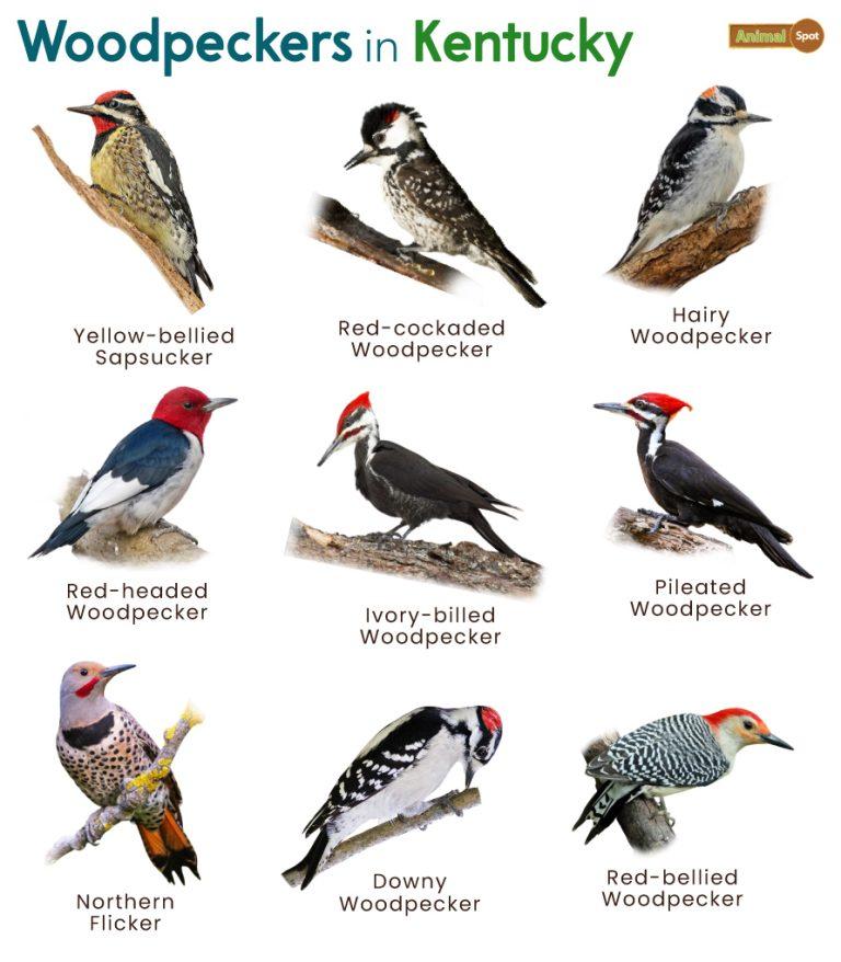 List of Woodpeckers in Kentucky (With Pictures)