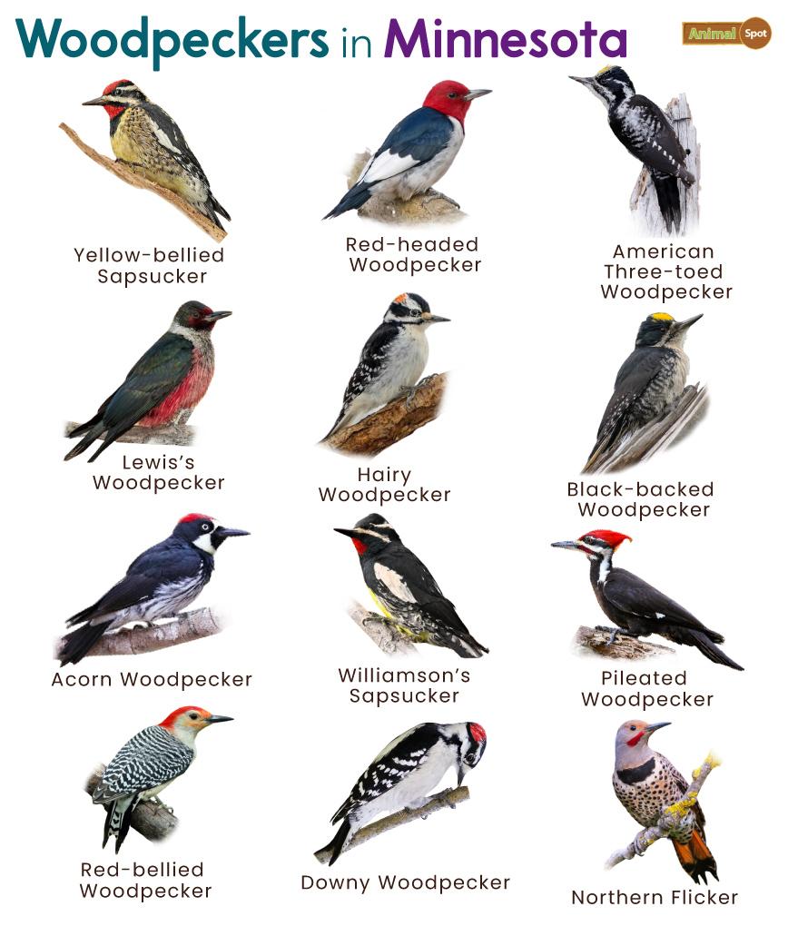 Woodpeckers in Minnesota (MN)