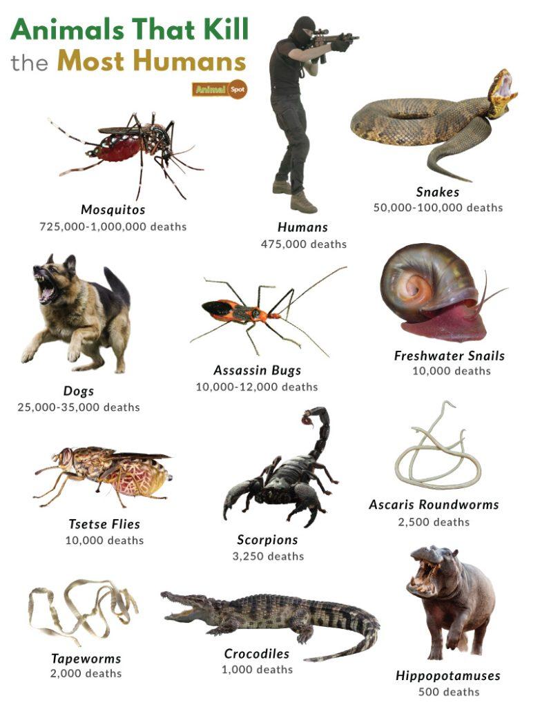 Animals That Kill the Most Humans