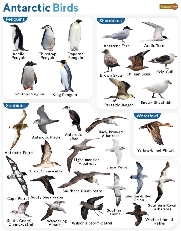 List of birds in antarctica with pictures facts chart and more