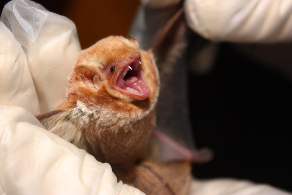 Eastern Red Bat - Facts, Size, Diet, Habitat, Lifespan & Pictures