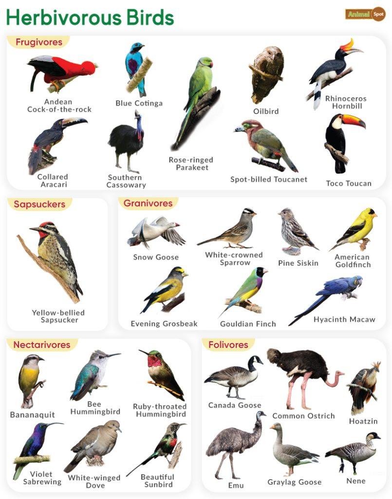Herbivorous Birds