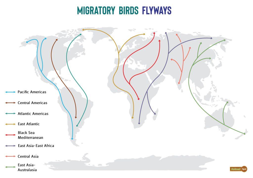 Migratory Birds Map Flyways