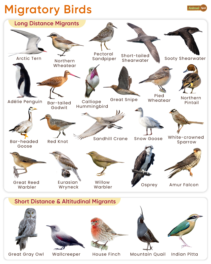 Migratory Birds List Flyways And Pictures