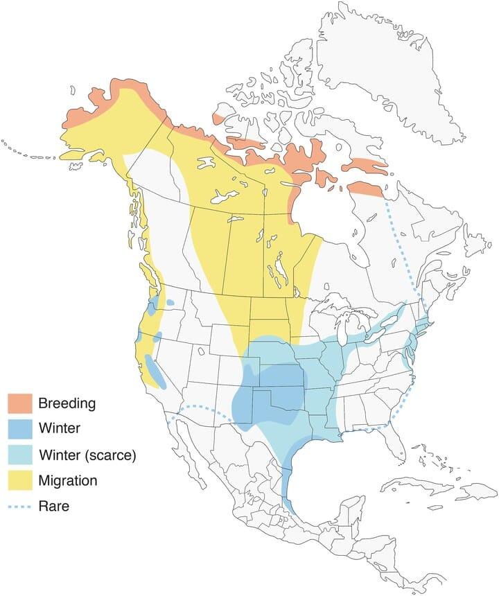 Cackling Goose Facts Size Diet Migration Range Pictures Cackling Goose Facts Size Diet Migration Range Pictures