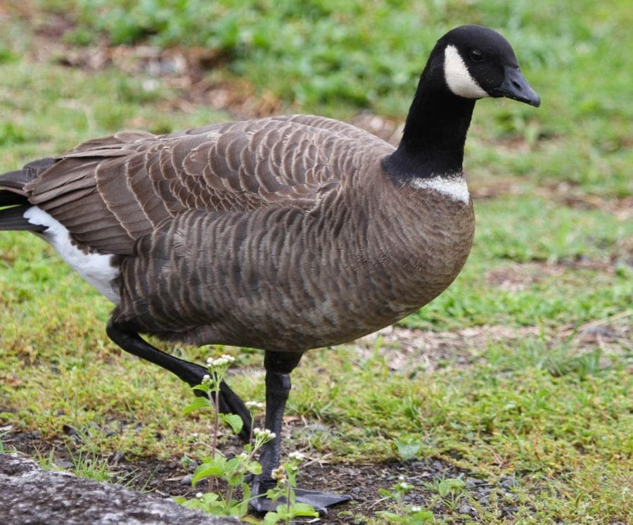 Canada Goose Identification, Life History, Habitat, and More