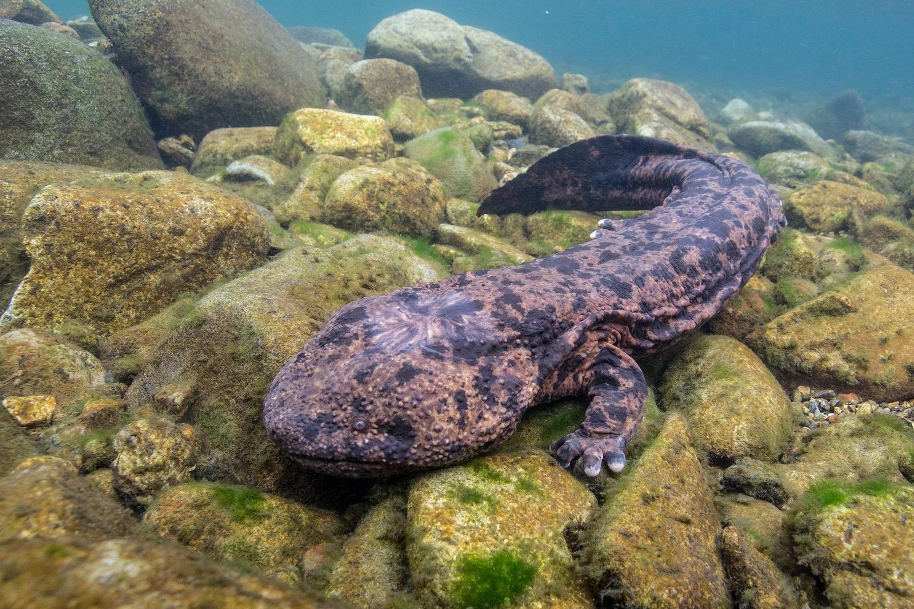 Salamandre geante du japon : taille, description, biotope, habitat,  reproduction