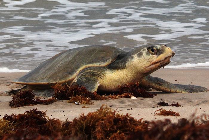 Kemp s Ridley Sea Turtle Facts Size Habitat Diet Pictures Kemp s Ridley Sea Turtle Facts Size Habitat Diet Pictures