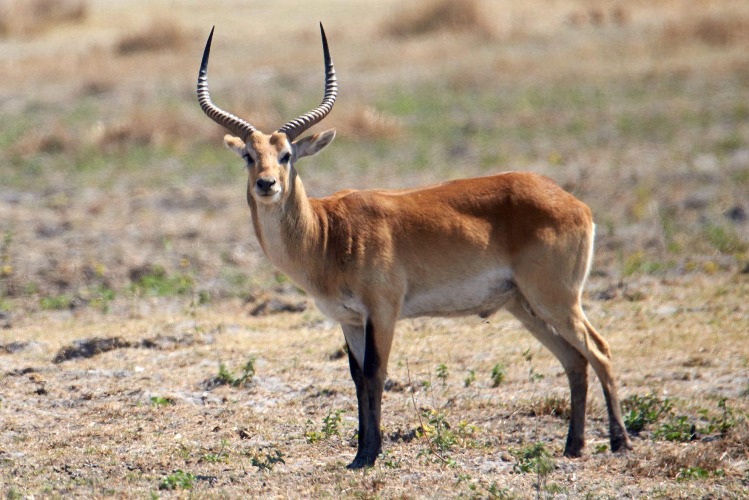 Red Lechwe Facts Size Habitat Diet Pictures Red Lechwe Facts Size Habitat Diet Pictures