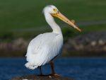 wandering albatross nesting behavior